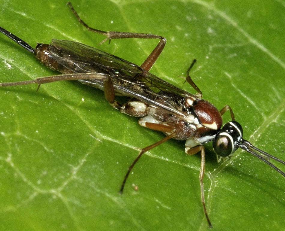 Ichneumonidae: cfr. Lissonota sp.